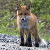 Mluvené slovo Marie Kubátová: Liščí pohádka