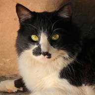 Mluvené slovo Dagmar Langová: Oliverova dobrodružství